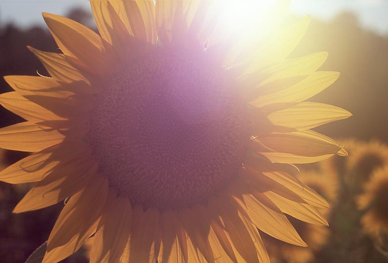 Sonnenblume